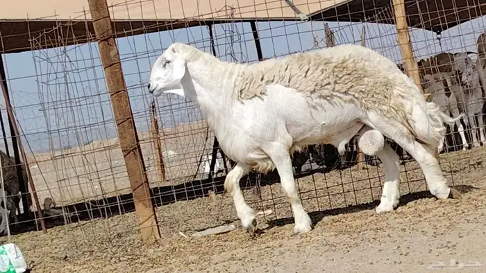 فحل حري صنف 4