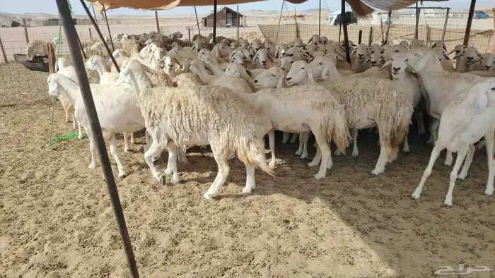 غنم حريات صنف 85 بالفحل صنف 3