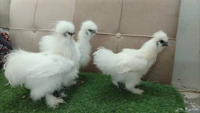 طقم بشاير دجاج قطني مستوى فاخر 1