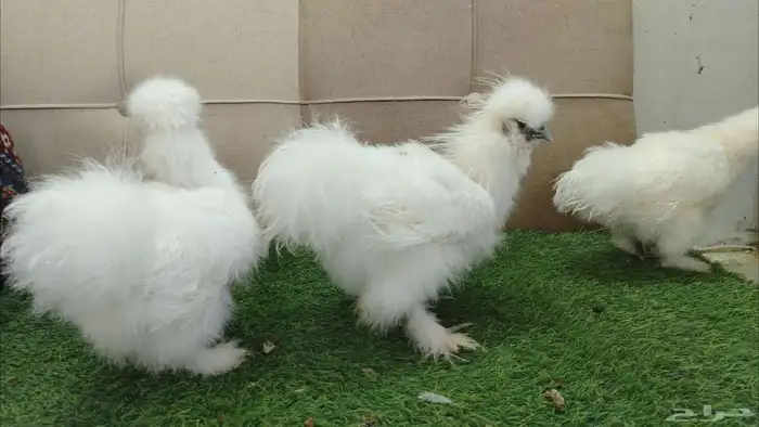 طقم بشاير دجاج قطني مستوى فاخر 0