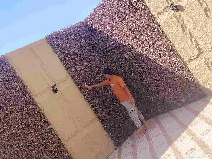 ديكورات اصباغ شيبور الا حساء 0