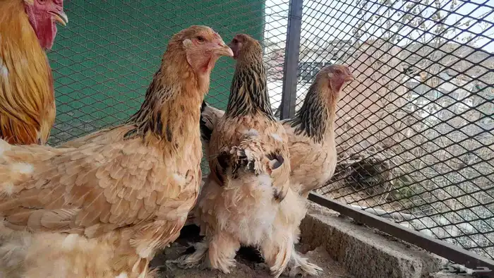 دجاج براهما الاماني بف 3