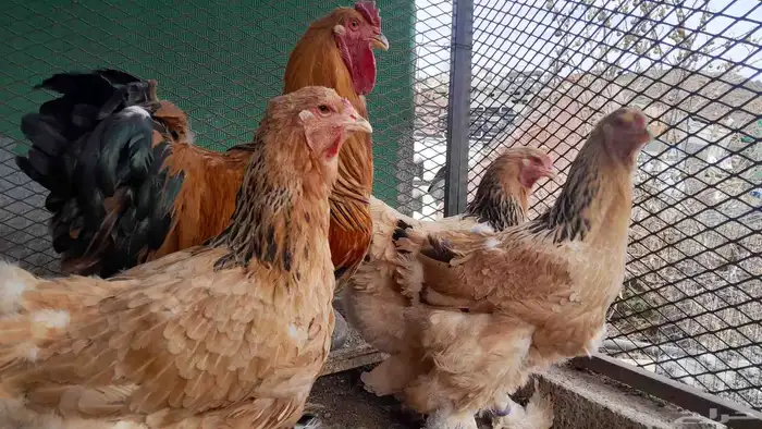 دجاج براهما الاماني بف 1