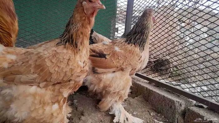 دجاج براهما الاماني بف 2