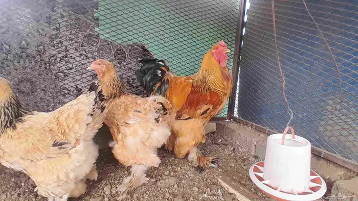 دجاج براهما الاماني بف 6