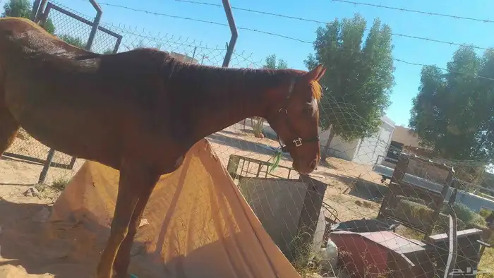 فرس انجليزيه للبيع وتصلح للتعليم 1