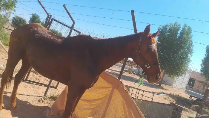 فرس انجليزيه للبيع وتصلح للتعليم 2