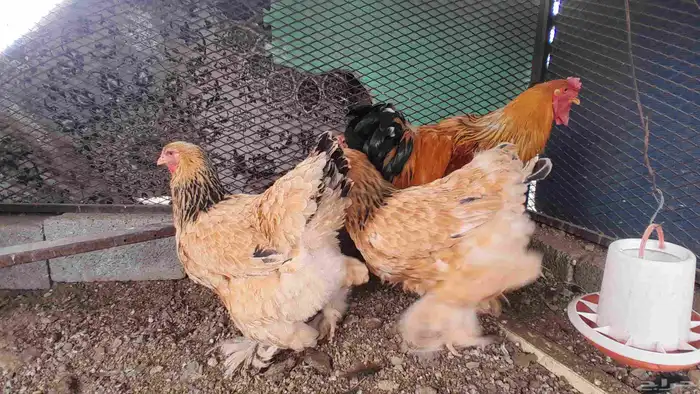 دجاج براهما الاماني بف 8