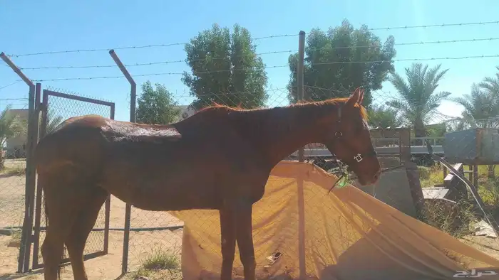 فرس انجليزيه للبيع وتصلح للتعليم 3