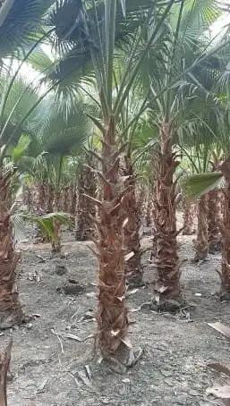 نخيل واشنطني زينه لبيع 7