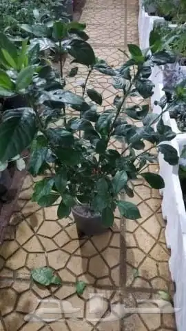 مشاتل تنسيق الحد ايق 8