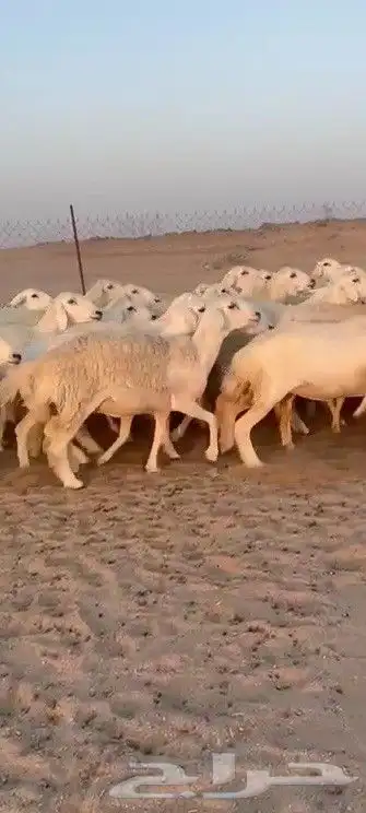 اعرض لكم يوم عرض مميز لمحبيين الحريات الرخال فواخر عددها 61 1