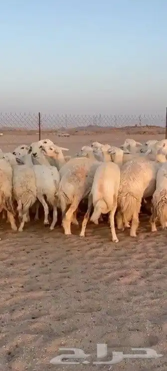 اعرض لكم يوم عرض مميز لمحبيين الحريات الرخال فواخر عددها 61 5