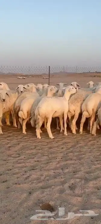 اعرض لكم يوم عرض مميز لمحبيين الحريات الرخال فواخر عددها 61 6