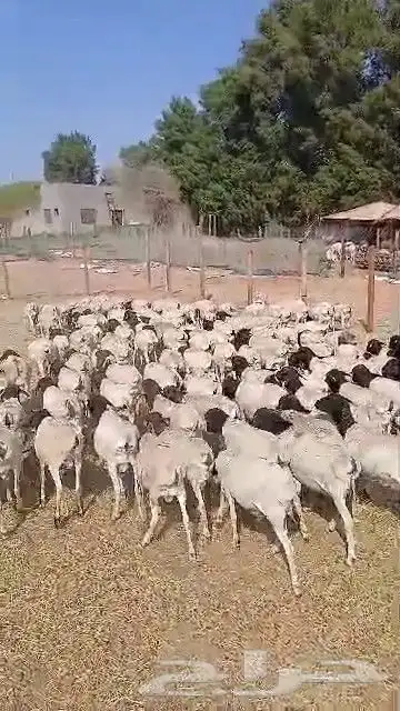 طليان برابر جديدة 5