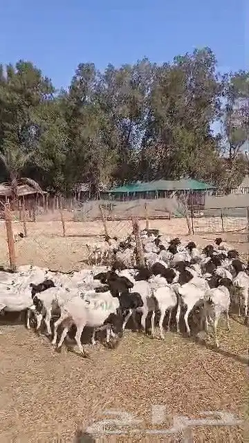 طليان برابر جديدة 1