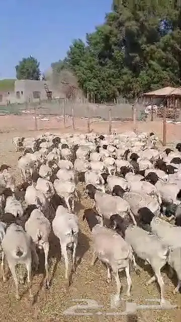 طليان برابر جديدة 4