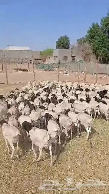 طليان برابر جديدة 3