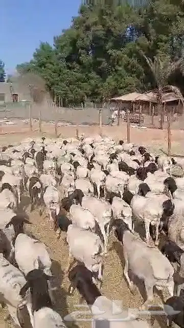 طليان برابر جديدة 6