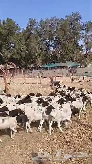 طليان برابر جديدة 2