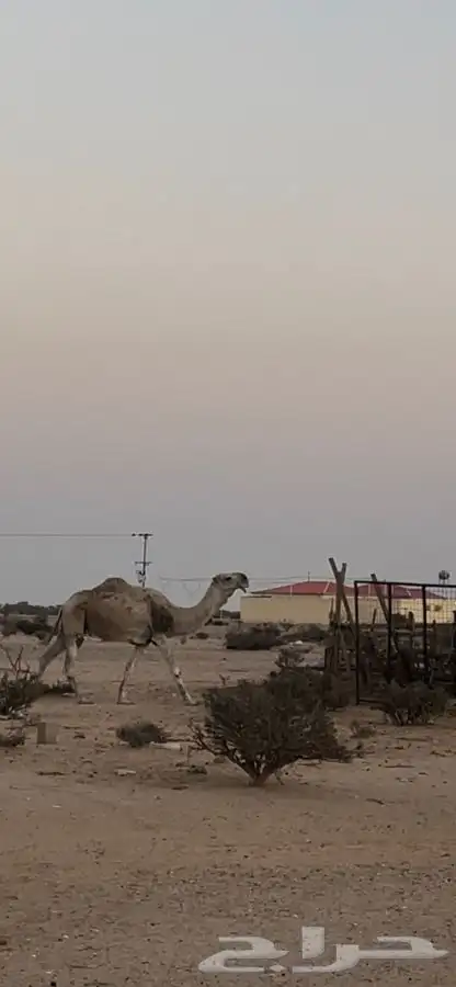 للبيع فحل اشقح كفوو 1