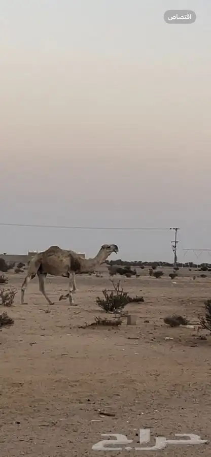 للبيع فحل اشقح كفوو 0