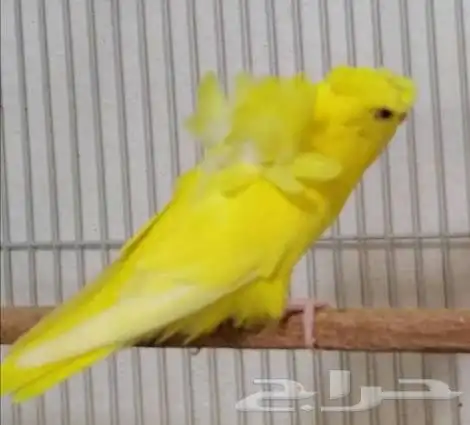 فقد بادجي هوقو لاتينو Lost Budgie   Rare Reward 0