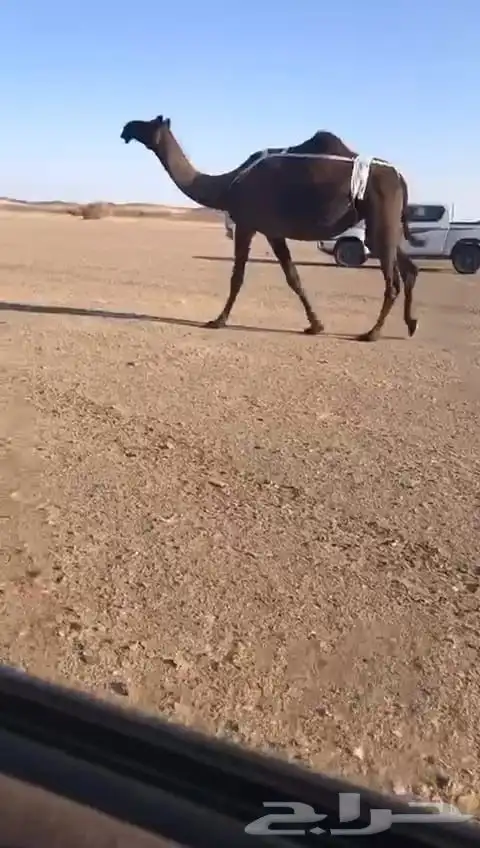 لقحات مقاريب 1