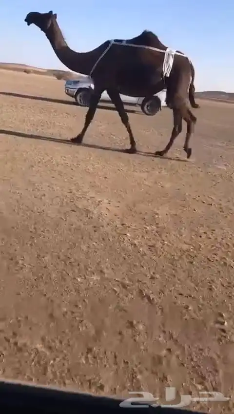 لقحات مقاريب 0