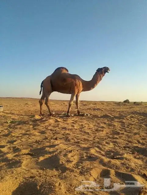 بعير منتج كفو اللي يبي يساس مراح ويبي الانتاج الكفو 0