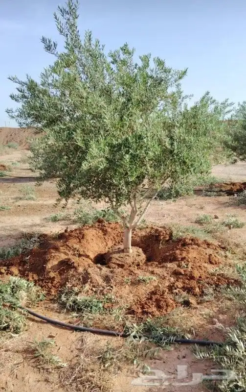 اشجار زيتون للبيع باحجام كبيره ووسط 3