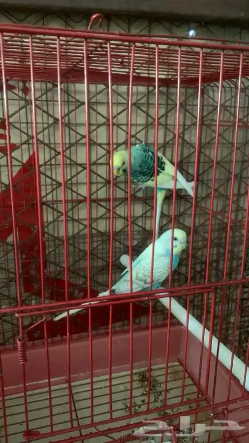 3 ازواج بادجي 3