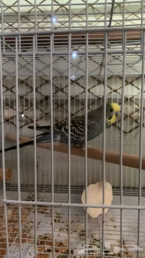 3 ازواج بادجي 1