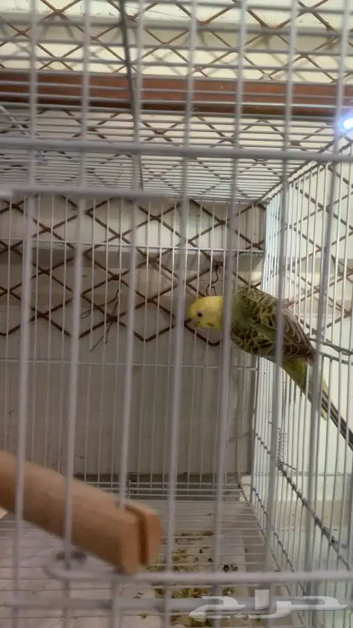 3 ازواج بادجي 0