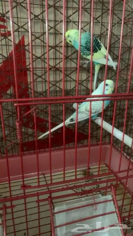 3 ازواج بادجي 2