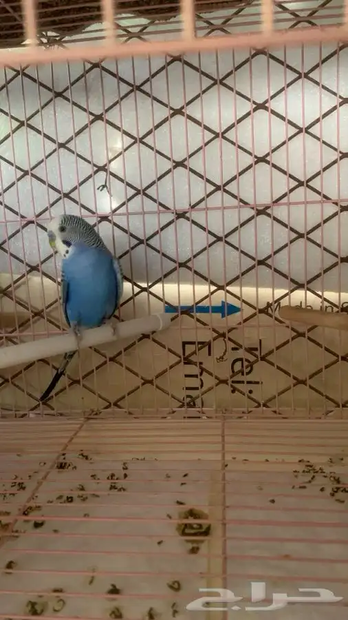 3 ازواج بادجي 5