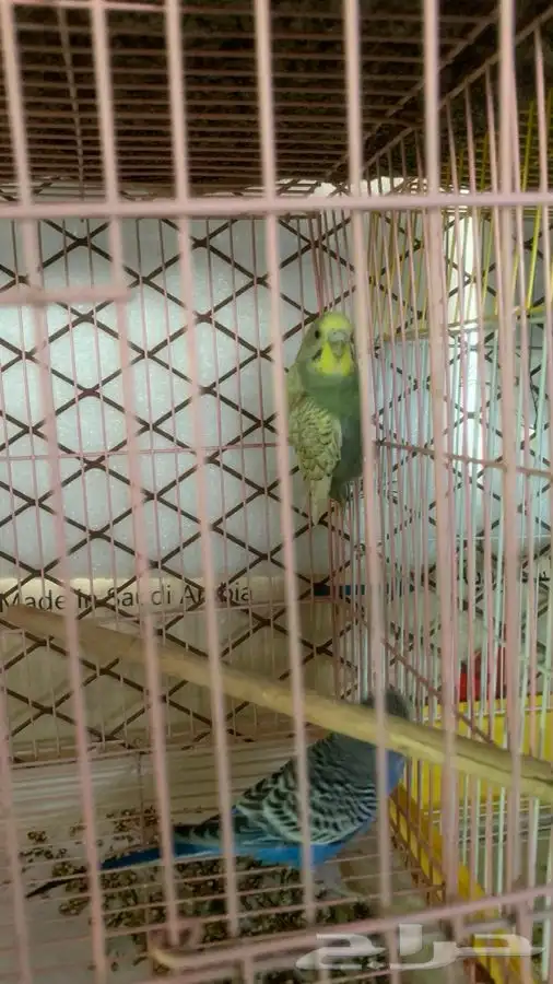 3 ازواج بادجي 4