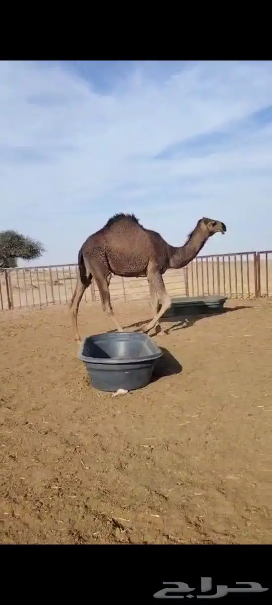 بعير منتج كفو اللي يبي يساس مراح ويبي الانتاج الكفو 3