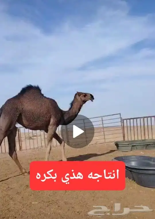 بعير منتج كفو اللي يبي يساس مراح ويبي الانتاج الكفو 2