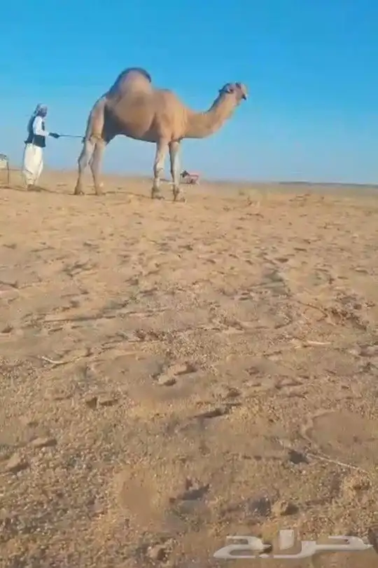 بعير منتج كفو اللي يبي يساس مراح ويبي الانتاج الكفو 4