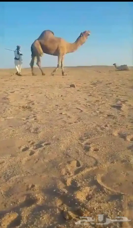 بعير منتج كفو اللي يبي يساس مراح ويبي الانتاج الكفو 1