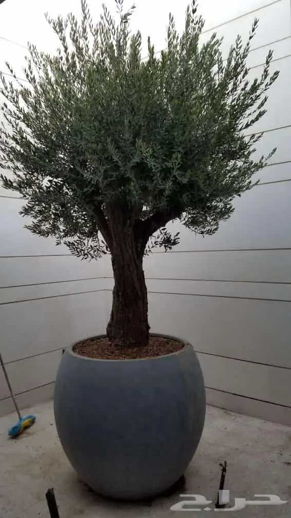شجر زيتون معمر 0