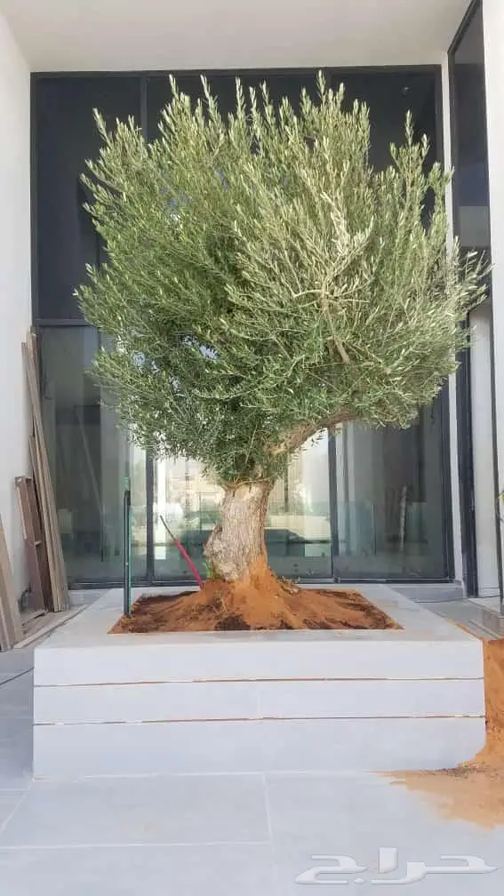 شجر زيتون معمر 2