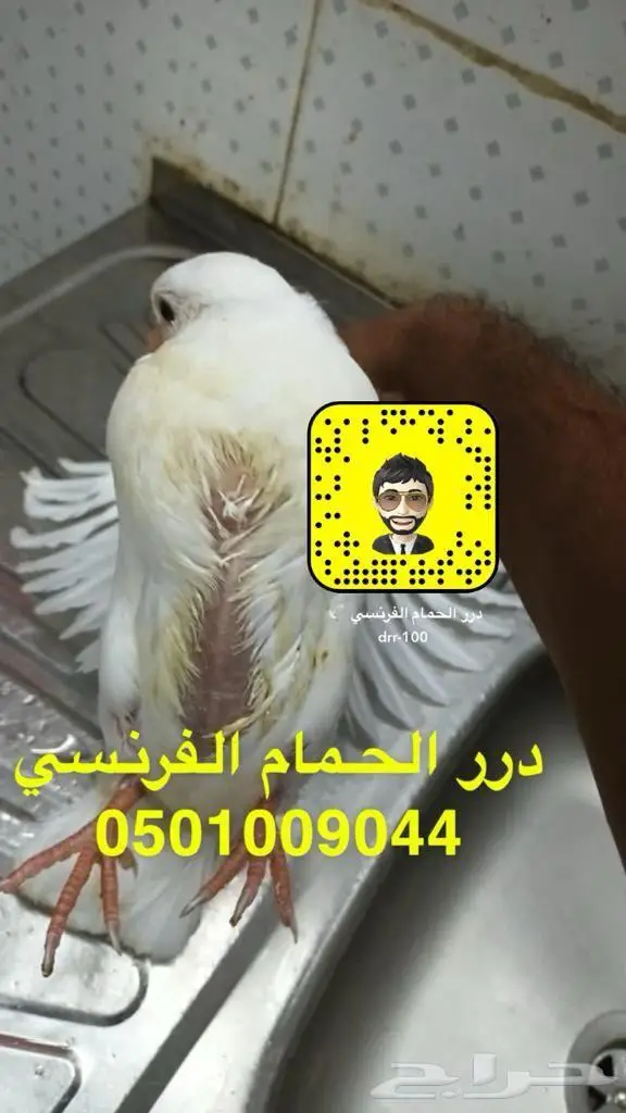 زغاليل حمام فرنسي شحم ماشاء الله 0