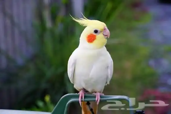 ابي طير كيرونا سعرة يتراوح بين 170  واقل 0