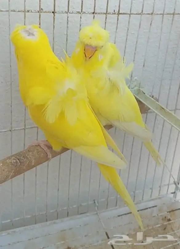 جوز لاتينو منتج 16