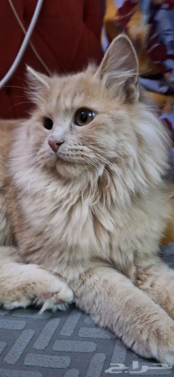 قط لي التبني 1