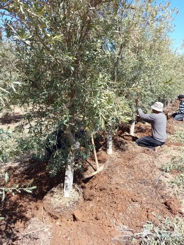 اشجار زيتون للبيع باحجام كبيره ووسط 5