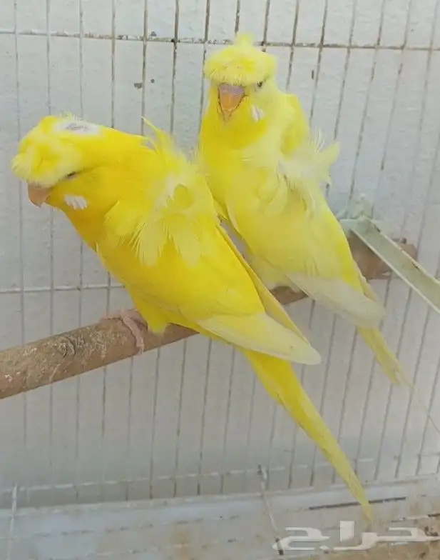 جوز لاتينو منتج 14