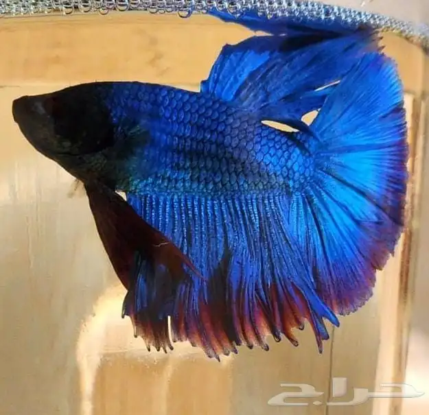 سمك فايتر فل مون ذكور 0